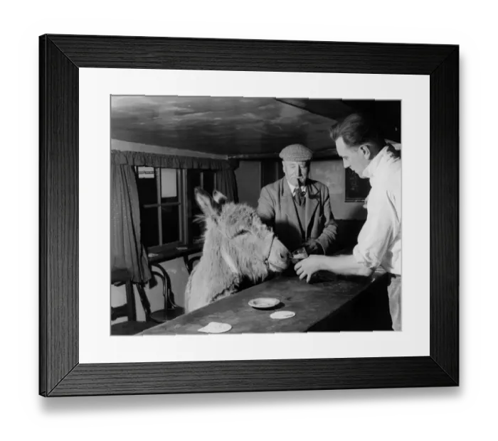 Framed Print : Pet donkey in The Blue Bell Inn, Beltring, Kent. The landlord, Stuart Butchers offers Framed Print : Pet donkey in The Blue Bell Inn, Beltring, Kent. The landlord, Stuart Butchers offers