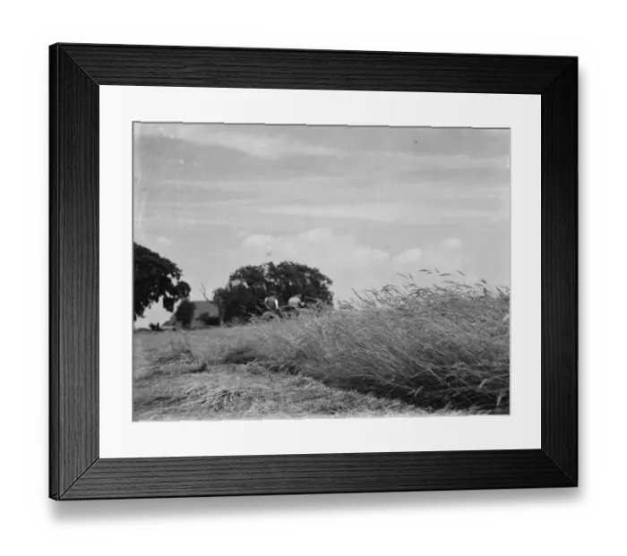 Framed Print : Growing hay in a field. 1937 Framed Print : Growing hay in a field. 1937