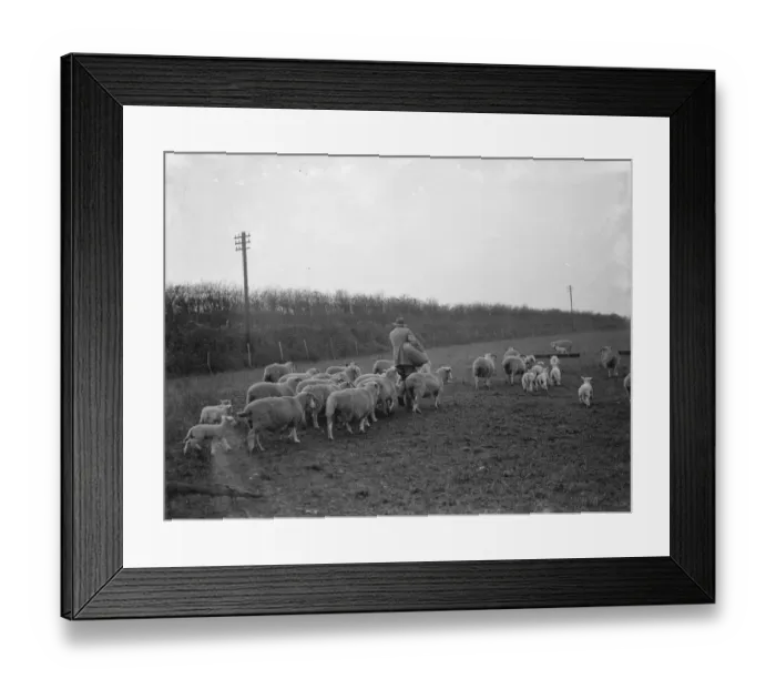 Framed Print : A shepherd tends to his flock on a field in Eynsford, Kent. 1936