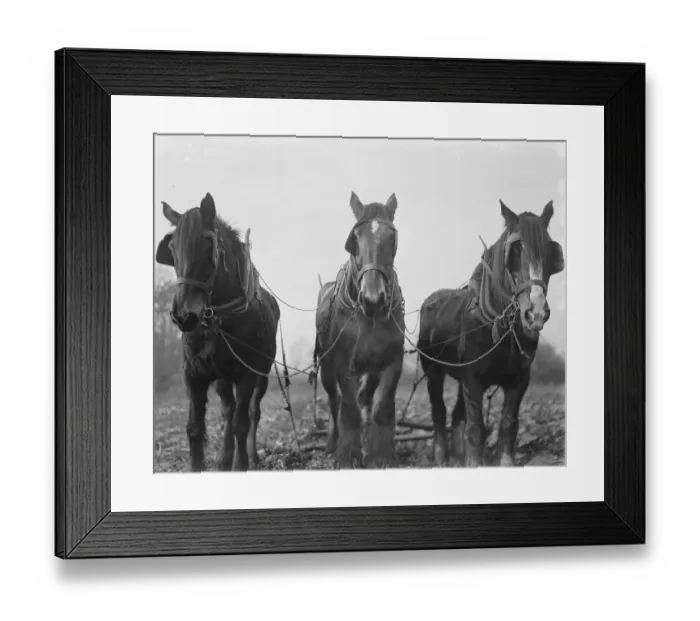 Framed Print : A three horse team ploughing a field in Swanley, Kent. 1939 Framed Print : A three horse team ploughing a field in Swanley, Kent. 1939