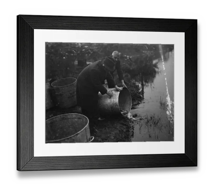 Framed Print : Fish for Dartford pond. 1935 Framed Print : Fish for Dartford pond. 1935