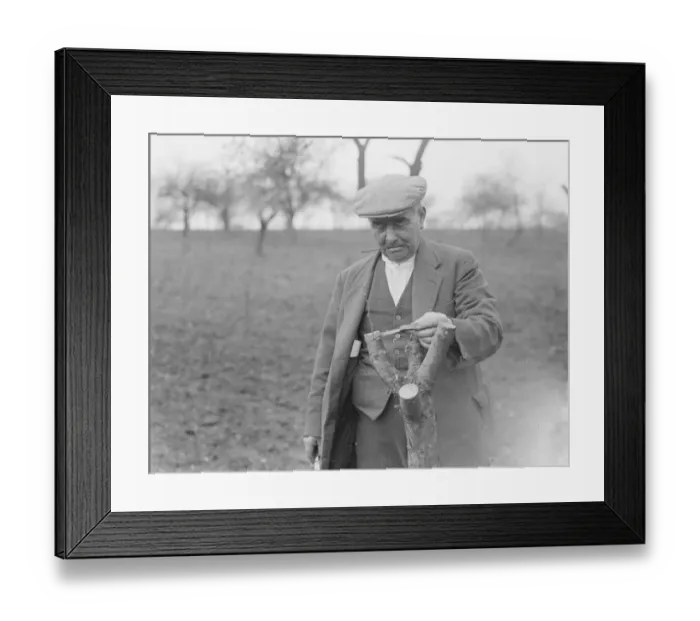 Framed Print : Mr Searles grafting fruit trees. 1939 Framed Print : Mr Searles grafting fruit trees. 1939