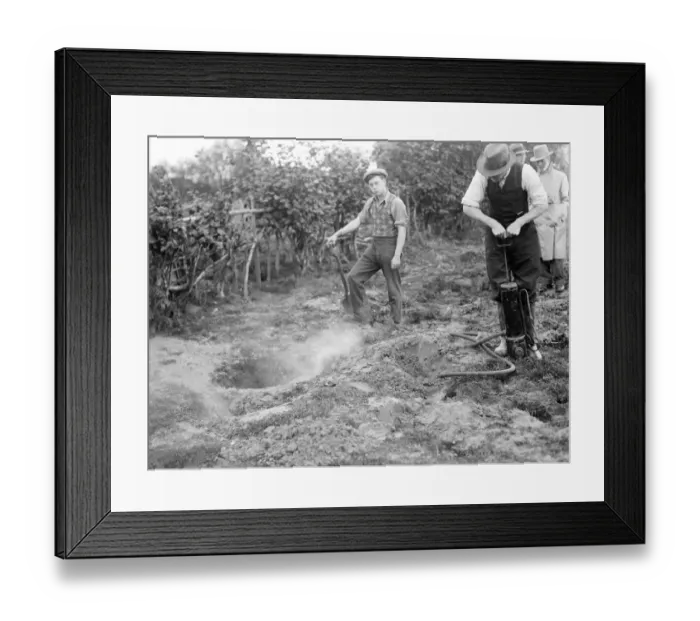 Framed Print : A pest controller injects Cyanogas into rabbit burrows. 1936 Framed Print : A pest controller injects Cyanogas into rabbit burrows. 1936