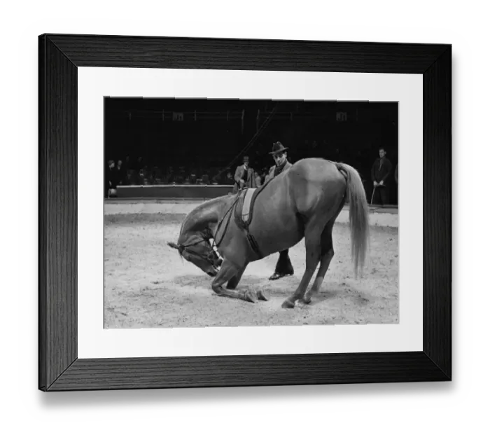 Framed Print : A circus horse performs one of its tricks in the circus ring Framed Print : A circus horse performs one of its tricks in the circus ring