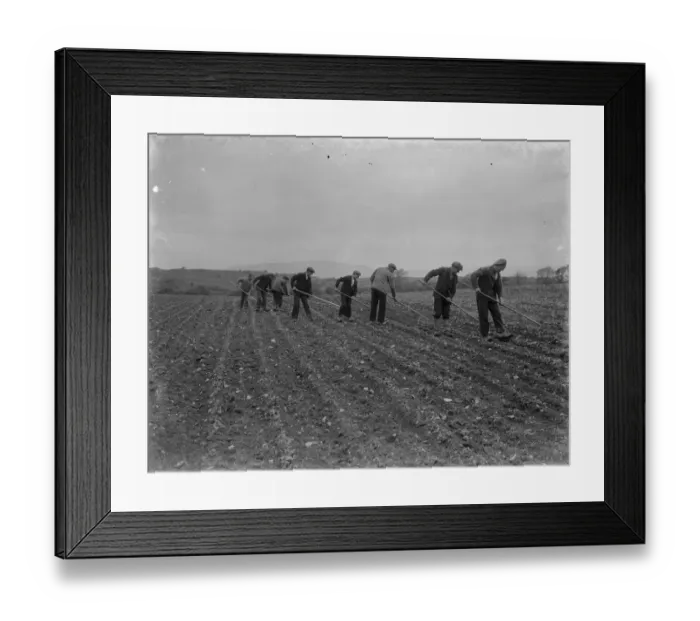 Framed Print : farm workers hoe their field by hand in Scotland. 1935 Framed Print : farm workers hoe their field by hand in Scotland. 1935