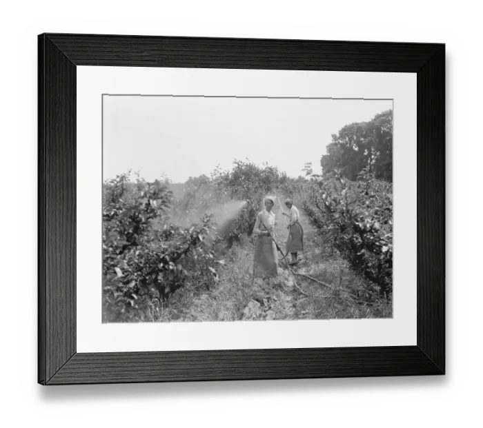 Framed Print : Women working in the orchard, spraying the trees, at East Malling Research Station Framed Print : Women working in the orchard, spraying the trees, at East Malling Research Station