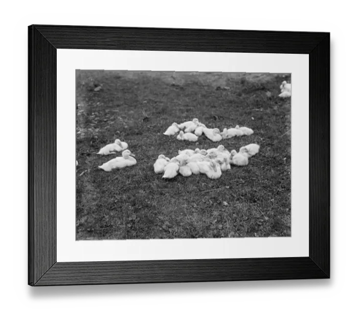 Framed Print : Ducklings in Lenham