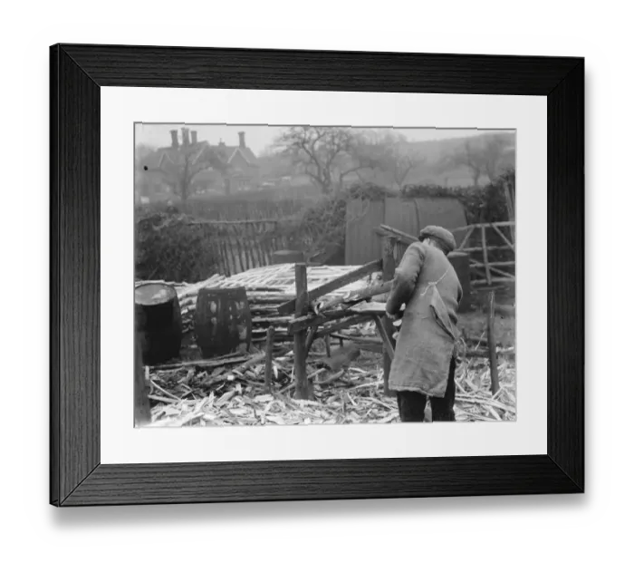 Framed Print : Hurdle making in Cuxton, Kent. Splitting the wood. 1937 Framed Print : Hurdle making in Cuxton, Kent. Splitting the wood. 1937