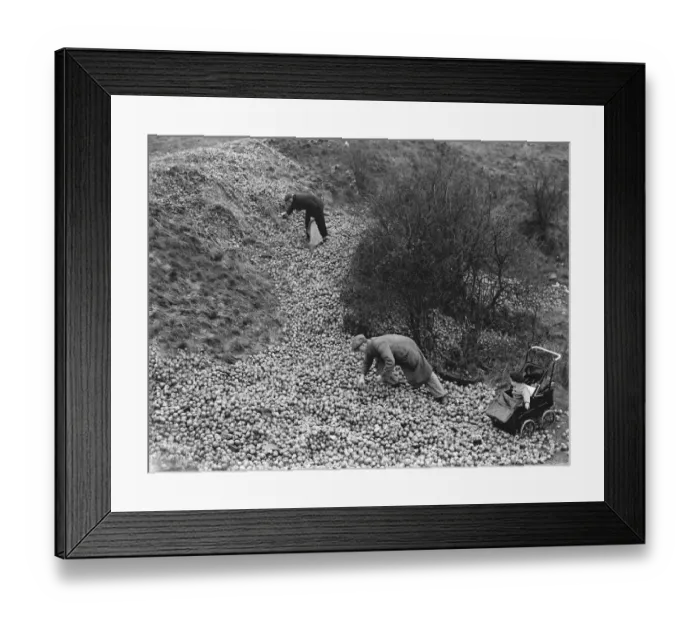 Framed Print : Dumping apples on Green Street Green in Dartford, Kent. 1937