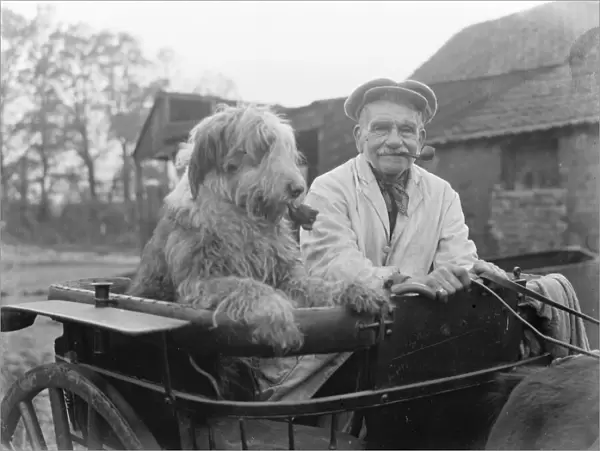 Mr Groombridge and his sheepdog, smoking their pipes, aboard their poney trap