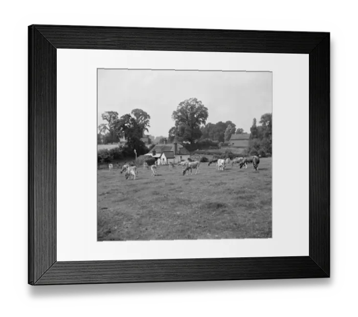 Framed Print : Farm scene near Sidcup bypass, Kent. 1936 Framed Print : Farm scene near Sidcup bypass, Kent. 1936