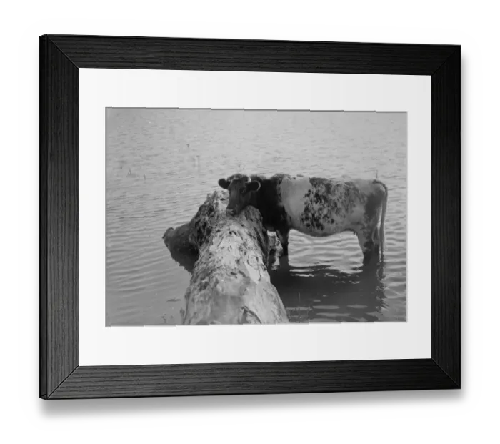 Framed Print : A sad, solitary cow in the flooded fields in the Darenth Valley. 1936 Framed Print : A sad, solitary cow in the flooded fields in the Darenth Valley. 1936