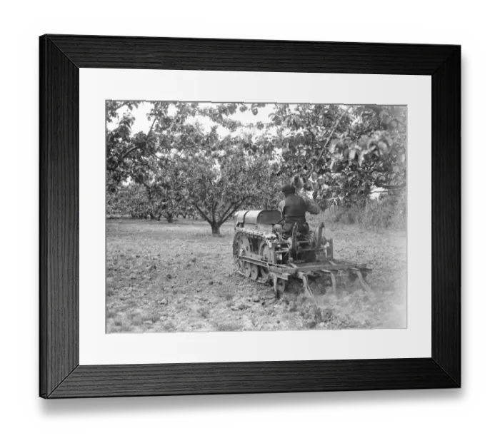 Framed Print : A tractor drawing a harrow on a field at the East Malling Research Station open day