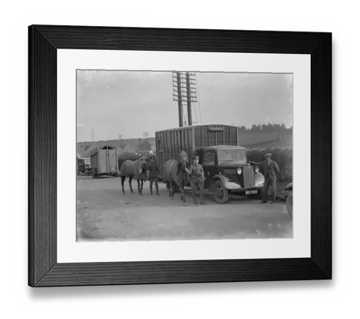 Framed Print : Two horses being led away from a Bedford truck horse box. 1936