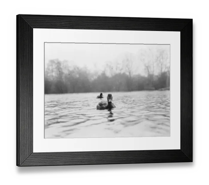 Framed Print : Ducks floating on the water. 1939