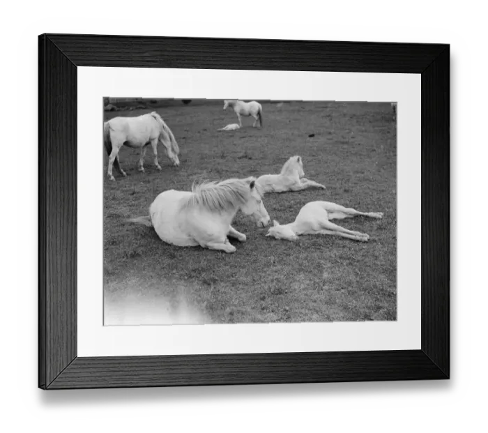 Framed Print : White ponies. Mares relaxing in a field with their foals. 1935 Framed Print : White ponies. Mares relaxing in a field with their foals. 1935