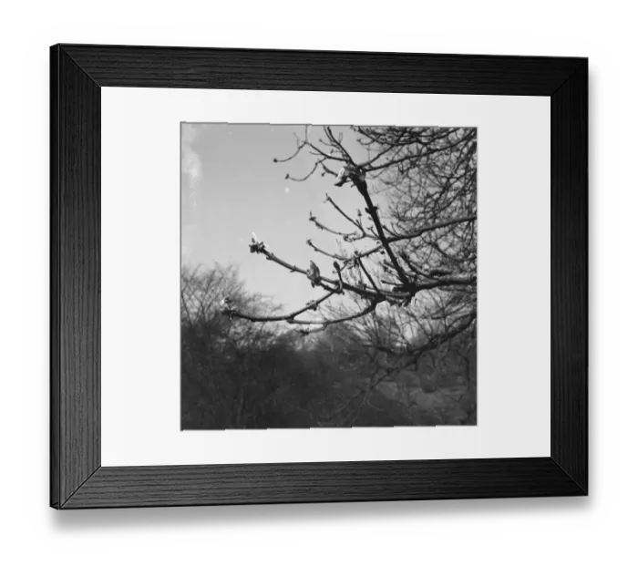 Framed Print : Horsechesnut buds on autumn branches. 1939 Framed Print : Horsechesnut buds on autumn branches. 1939