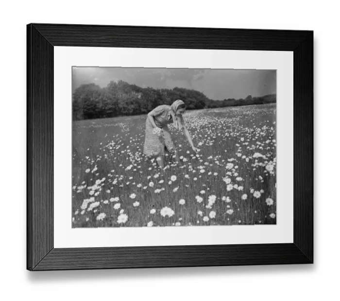 Framed Print : Mrs Muriel Topham junior picking flowers in a field near Meopham, Kent Framed Print : Mrs Muriel Topham junior picking flowers in a field near Meopham, Kent