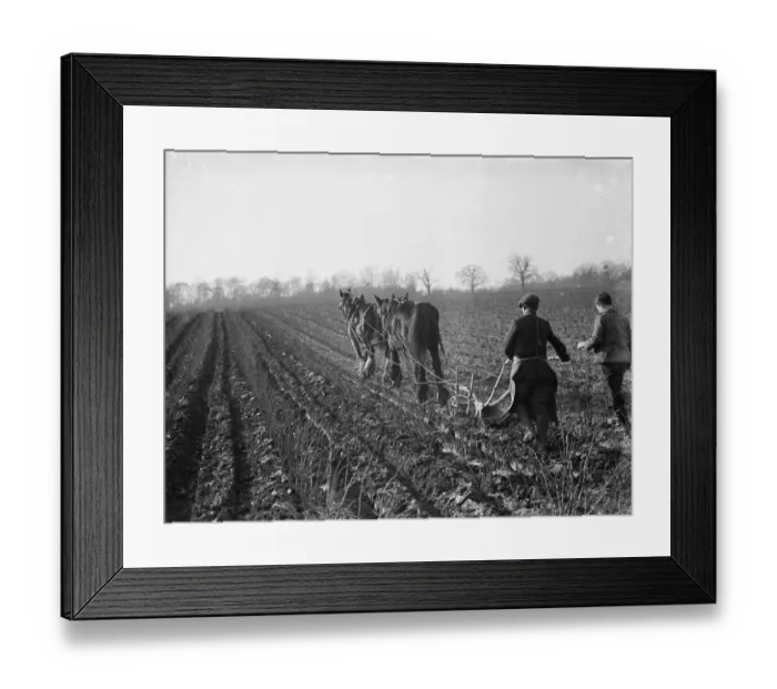 Framed Print : A farmer and his horse team plough a field. 1936 Framed Print : A farmer and his horse team plough a field. 1936