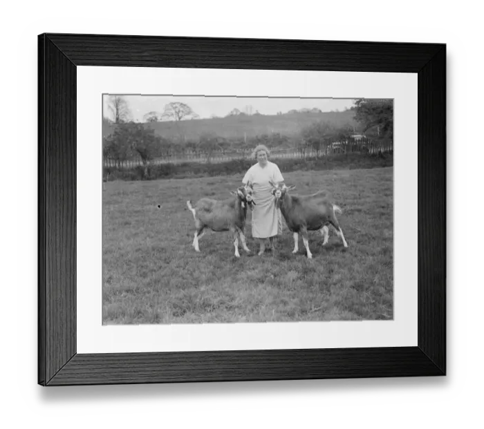 Framed Print : Mrs Violet Ashbee with two goats at a goat farm in Birling, Kent. 1939