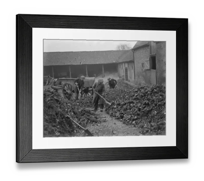 Framed Print : The storing of rhubarb. 1937