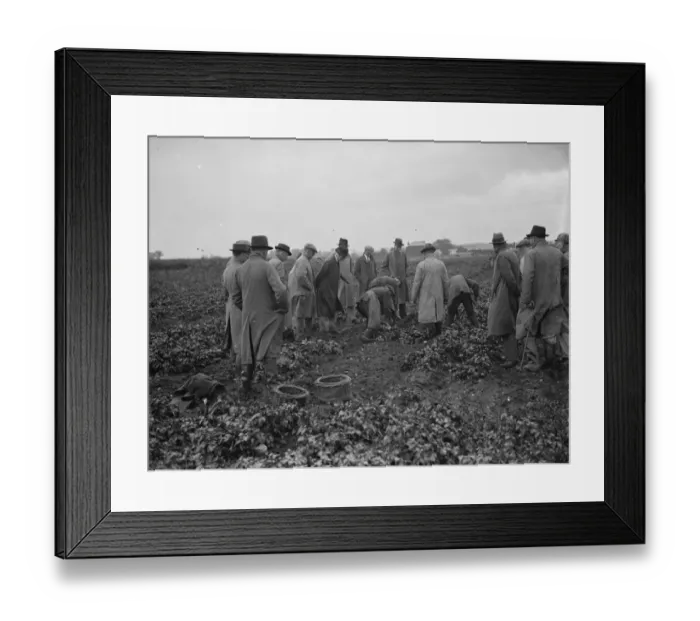 Framed Print : Potato demonstration Mr A G Batchelors, Cottons farm. 6 July 1936