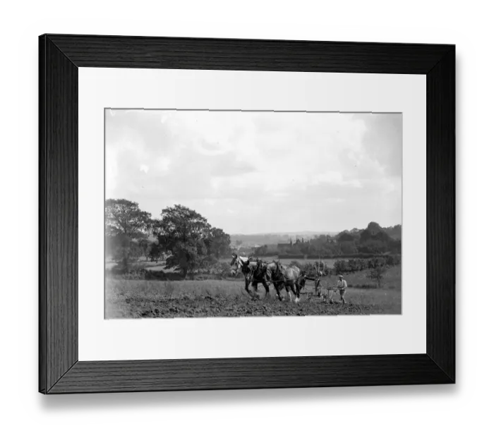 Framed Print : Ploughing Scene. March 1954 Framed Print : Ploughing Scene. March 1954