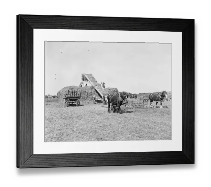 Framed Print : Farm workers in Farningham with his horse team collect hay. 1935 Framed Print : Farm workers in Farningham with his horse team collect hay. 1935