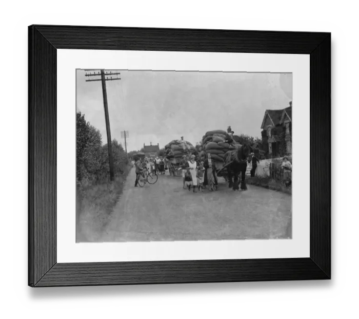 Framed Print : Hop picking. 1935 Framed Print : Hop picking. 1935