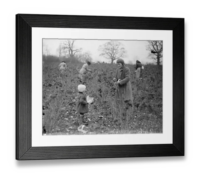 Framed Print : December raspberries. 1934