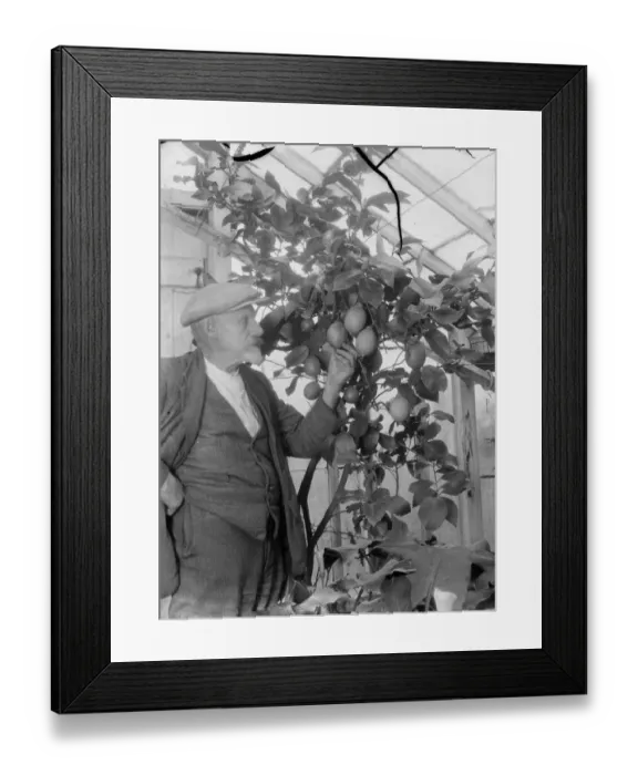 Framed Print : Mr G Lamb of Hextable shows off his lemon plants. 1936