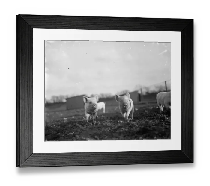 Framed Print : Piglets enjoying the sunshine on Tripes Pig Farm, Orpington, Kent. 1936 Framed Print : Piglets enjoying the sunshine on Tripes Pig Farm, Orpington, Kent. 1936