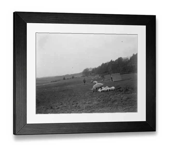 Framed Print : Pigs at Homewoods Farm in Seal, Kent. 1937 Framed Print : Pigs at Homewoods Farm in Seal, Kent. 1937