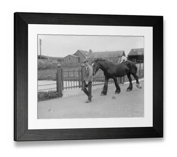 Framed Print : Dog riding on a horse, Borgue, Scotland. 1935 Framed Print : Dog riding on a horse, Borgue, Scotland. 1935