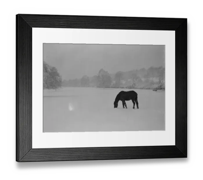 Framed Print : Horses grazing on a snow covered field in Kent. 1939