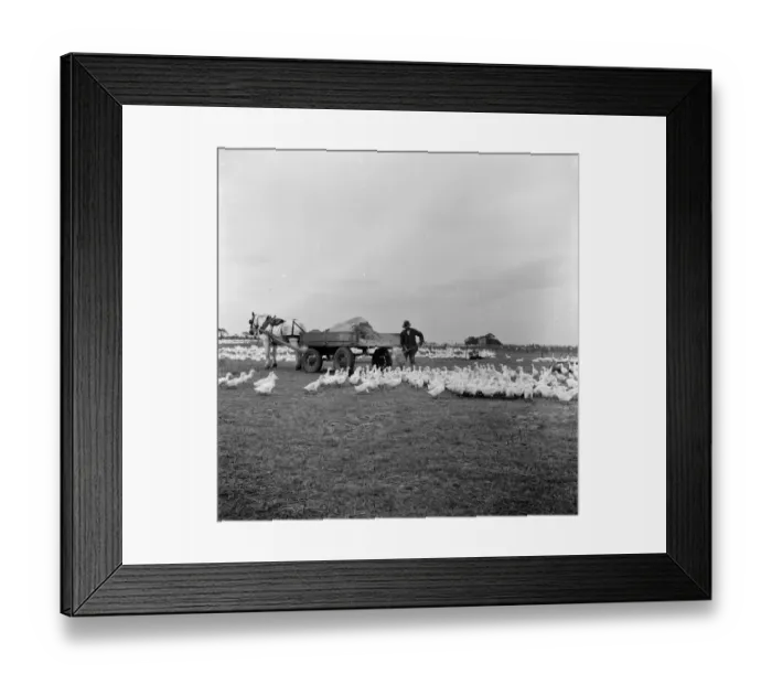 Framed Print : geese. 1936 Framed Print : geese. 1936