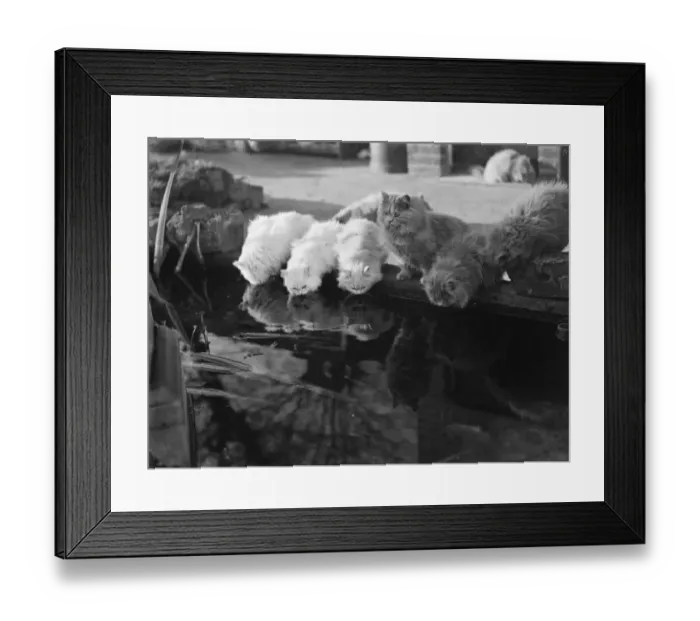 Framed Print : Mrs Buckingham, The Mayoress of Bexleys cats drinking water from a pond Framed Print : Mrs Buckingham, The Mayoress of Bexleys cats drinking water from a pond
