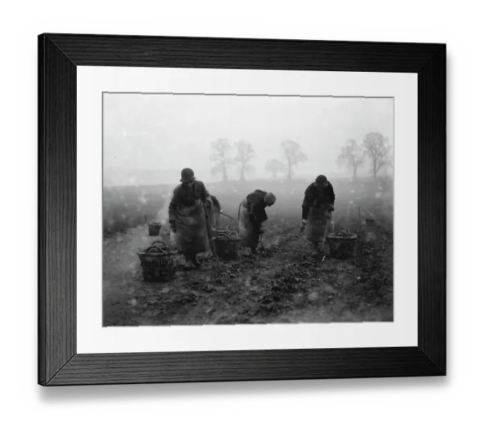 Framed Print : Women field workers. 1934