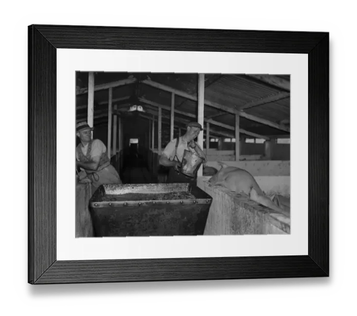 Framed Print : Pigs being fed at Hales Pig Farm in Footscray, Kent. 21 June 1937 Framed Print : Pigs being fed at Hales Pig Farm in Footscray, Kent. 21 June 1937