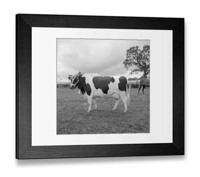Framed Print : The Edenbridge and Oxted Show - 2 August 1960 Championship Dairy Female went to Pride