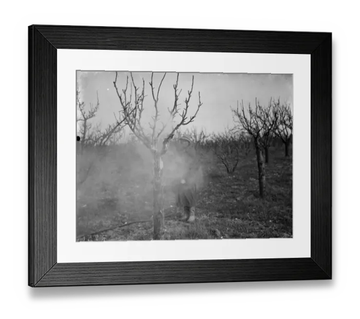 Framed Print : Spraying fruit trees against pests at Farningham, Kent. 1938