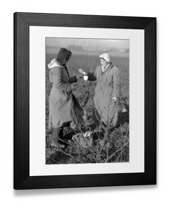 Framed Print : Stop for Eleveneses Foreman and working hold up operations in a field of Old English