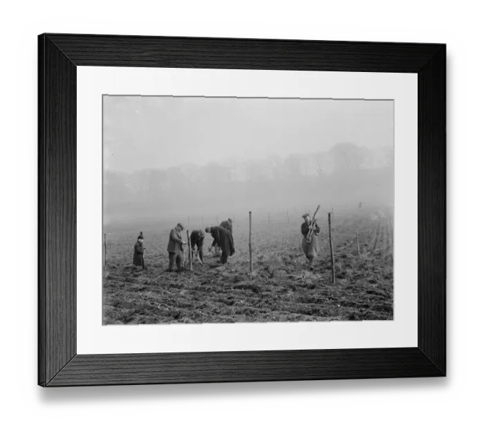 Framed Print : Planting mulberry trees for silkworms. 1936