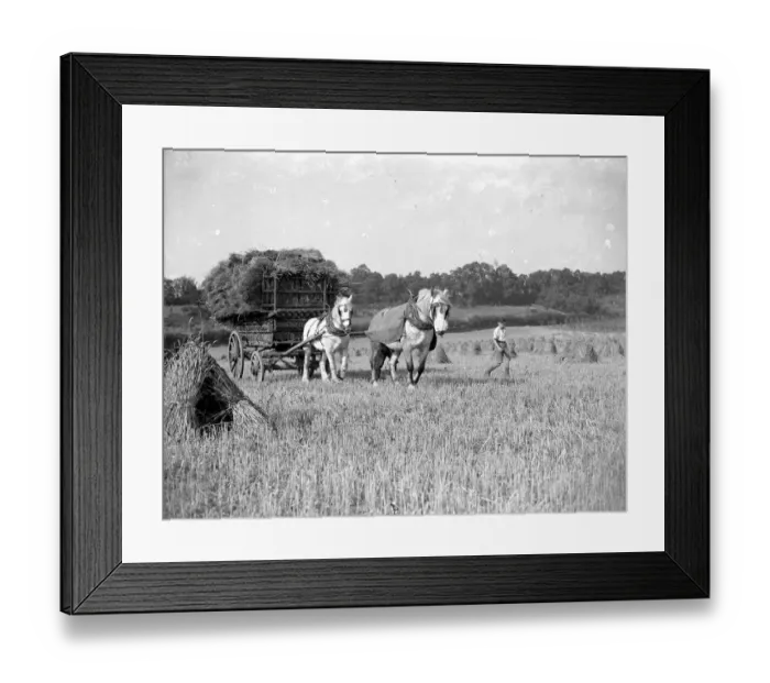 Framed Print : Harvesting scene. Boy leads laden horse and cart. 1934 Framed Print : Harvesting scene. Boy leads laden horse and cart. 1934