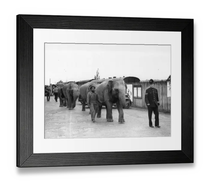 Framed Print : Taking the elephants off the train and leading them to the Circus at Foots Cray Framed Print : Taking the elephants off the train and leading them to the Circus at Foots Cray
