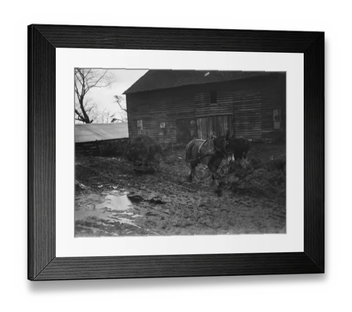 Framed Print : A horse carting muck in the farmyard. 1935 Framed Print : A horse carting muck in the farmyard. 1935