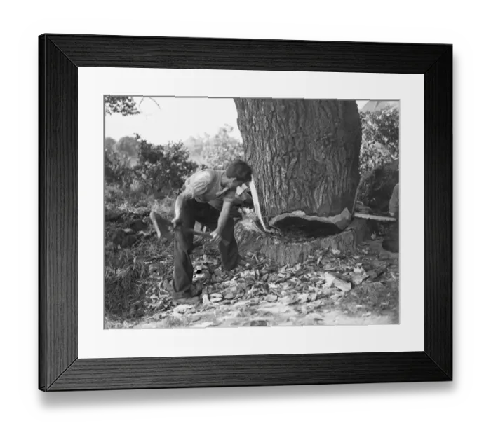 Framed Print : Tree felling in Crayford, Kent. Two men work the tree from one side with a saw