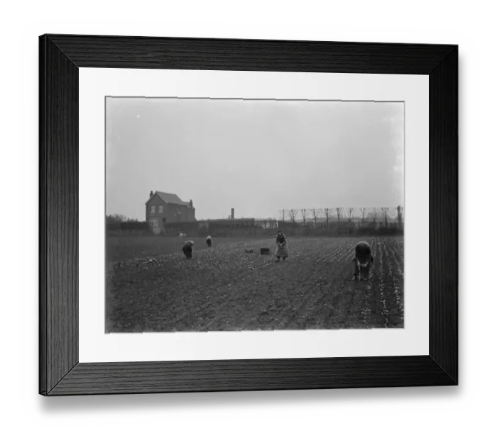 Framed Print : Farm workers planting lettuce by hand on a field in Hextable, Kent. 1937 Framed Print : Farm workers planting lettuce by hand on a field in Hextable, Kent. 1937
