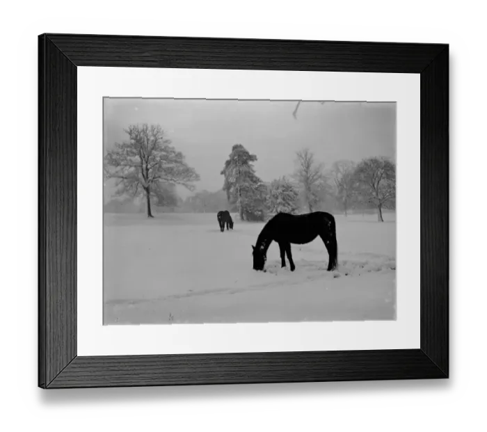 Framed Print : Horses grazing on a snow covered field in Kent. 1939 Framed Print : Horses grazing on a snow covered field in Kent. 1939