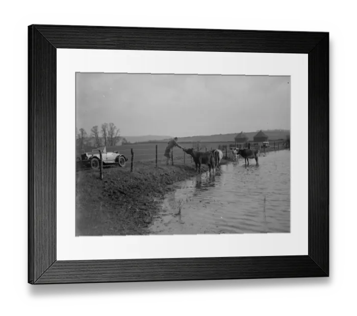 Framed Print : Cattle being petted by a passing motorist as they retreat to the higher ground to Framed Print : Cattle being petted by a passing motorist as they retreat to the higher ground to